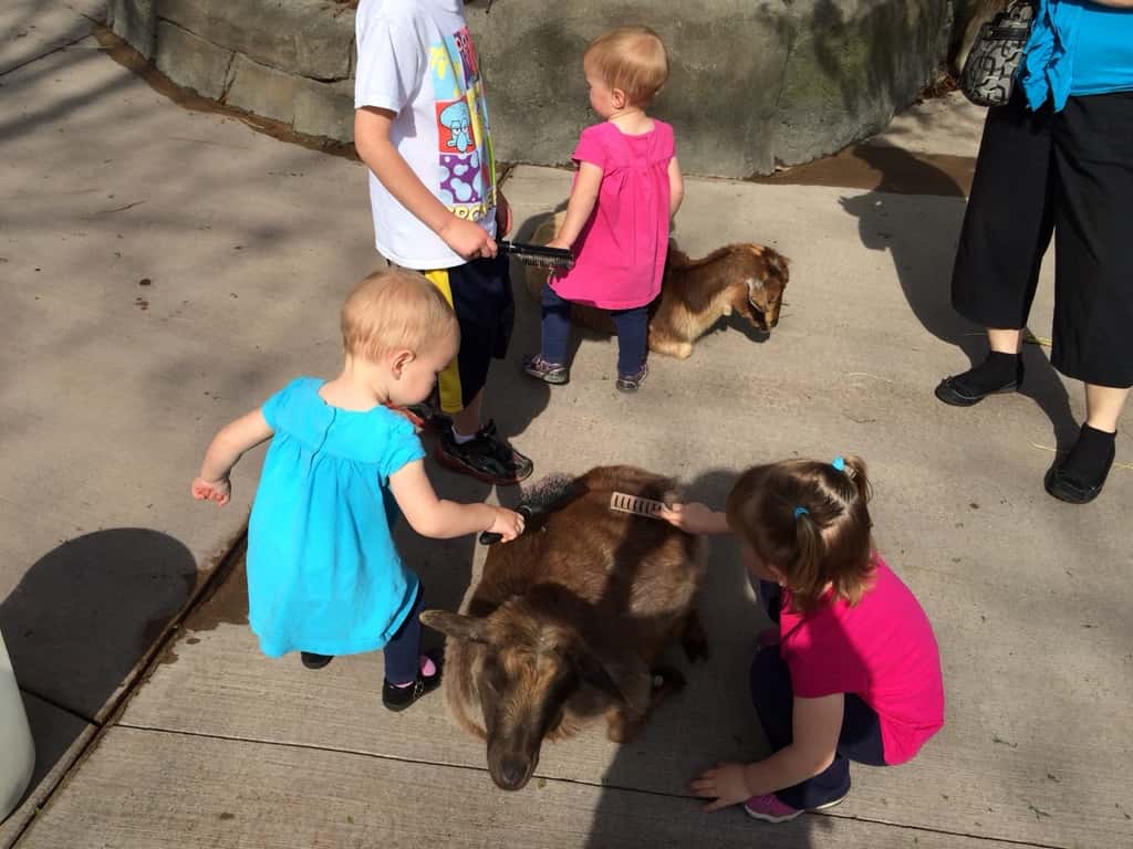 We had a fun morning at the Zoo today. Abby, the frequent Zoo adventurer, was our tour guide. This was our first trip this spring and the babies are now old enough to be excited by the animals. They really liked watching the giraffes, cheetah, penguins, and polar bears. They were also quite fond of the goats. They don’t care for dogs, but they’re more than happy to brush goats.