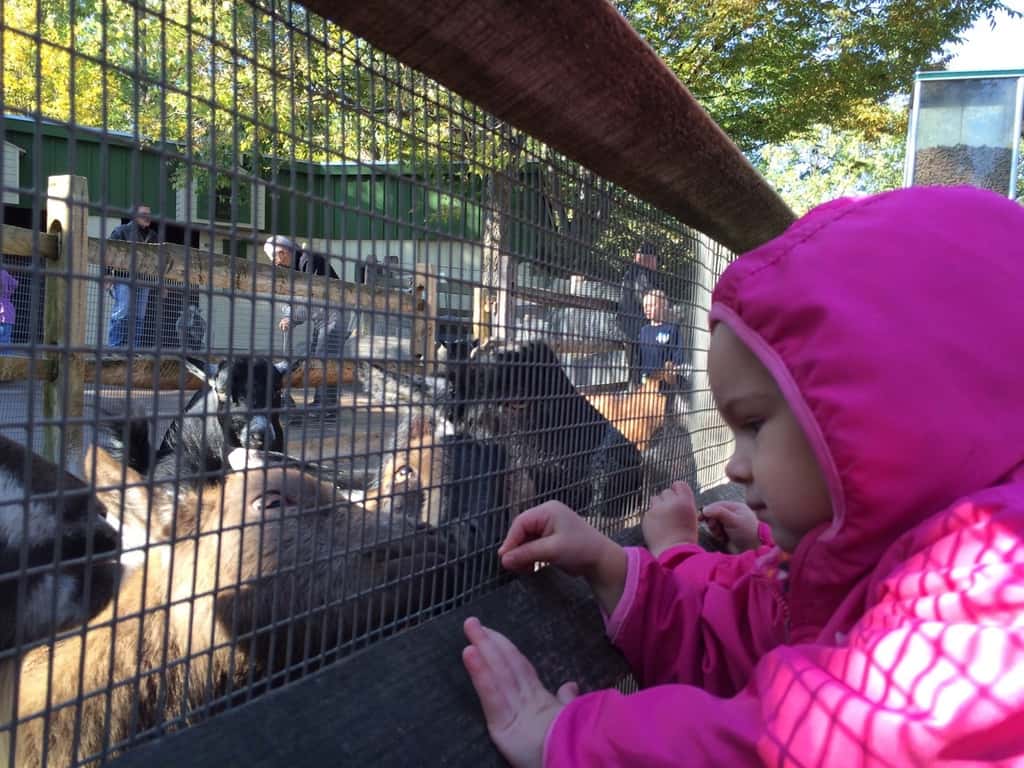We’re soaking up the lovely weather while we can! Yesterday, we fed “goaties,” rode the train, and had other fun with Grandma and Grandpa at the Zoo. Today, we enjoyed petting farm animals (more goats!), a hayride, selecting pumpkins at a pumpkin patch, ghost bowling, and other Halloween fun with Angel and Grandma Susan at Parky’s Farm at Winton Woods Park. Too bad we previously scheduled flu shots for tomorrow.