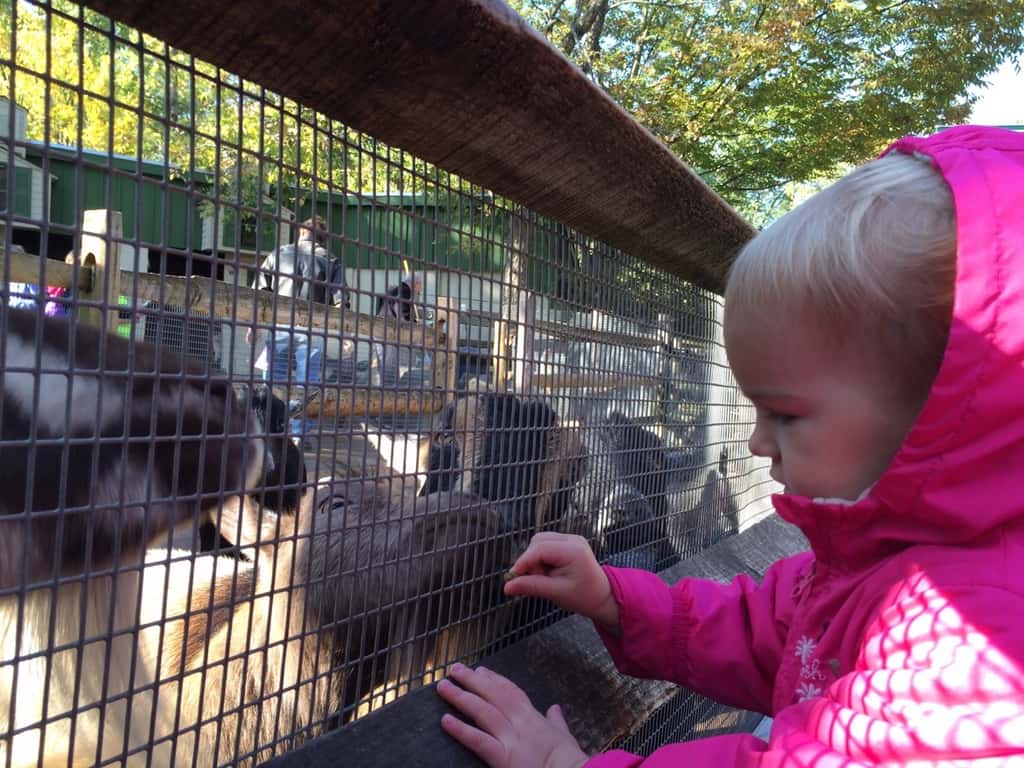 We’re soaking up the lovely weather while we can! Yesterday, we fed “goaties,” rode the train, and had other fun with Grandma and Grandpa at the Zoo. Today, we enjoyed petting farm animals (more goats!), a hayride, selecting pumpkins at a pumpkin patch, ghost bowling, and other Halloween fun with Angel and Grandma Susan at Parky’s Farm at Winton Woods Park. Too bad we previously scheduled flu shots for tomorrow.