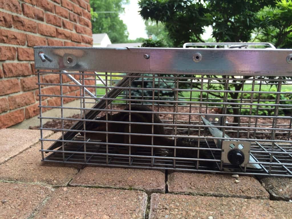 Caught! Finally! We hope Chip likes his new home at the (much further away from us) park.