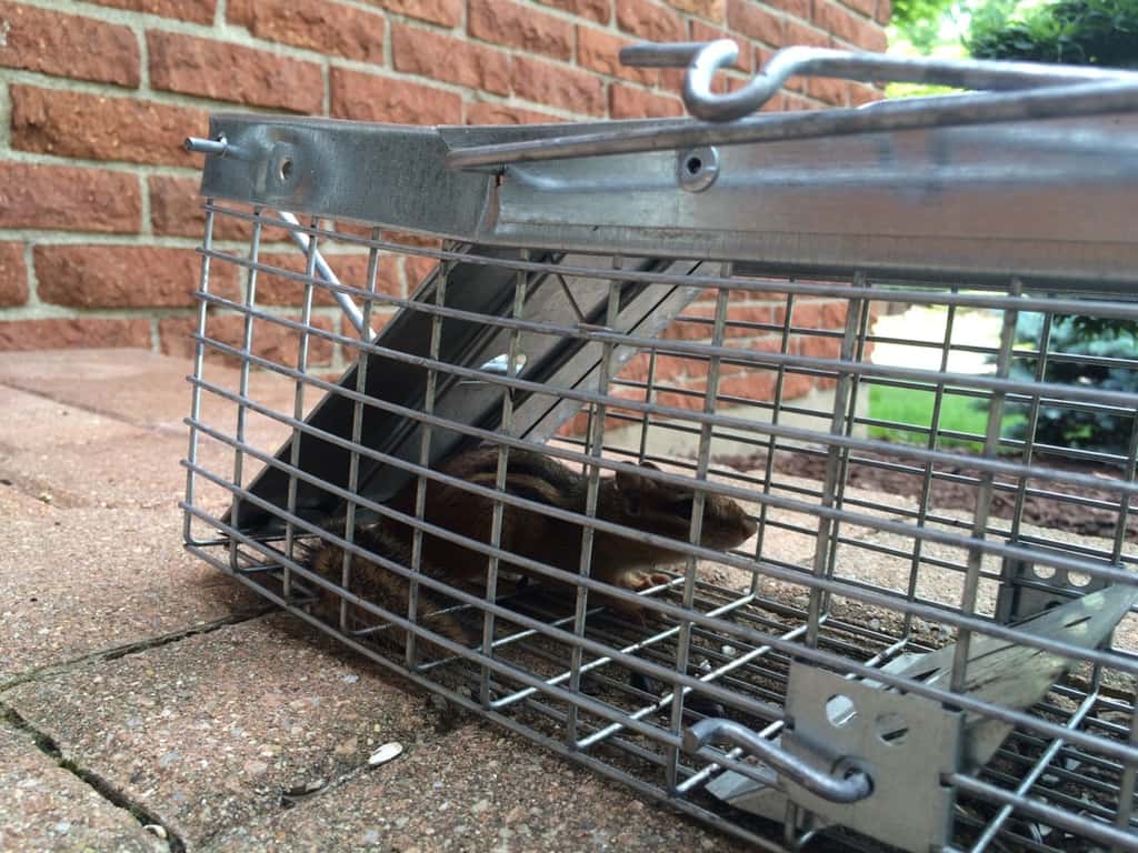 Caught! This makes five! I think we have a chipmunk problem.