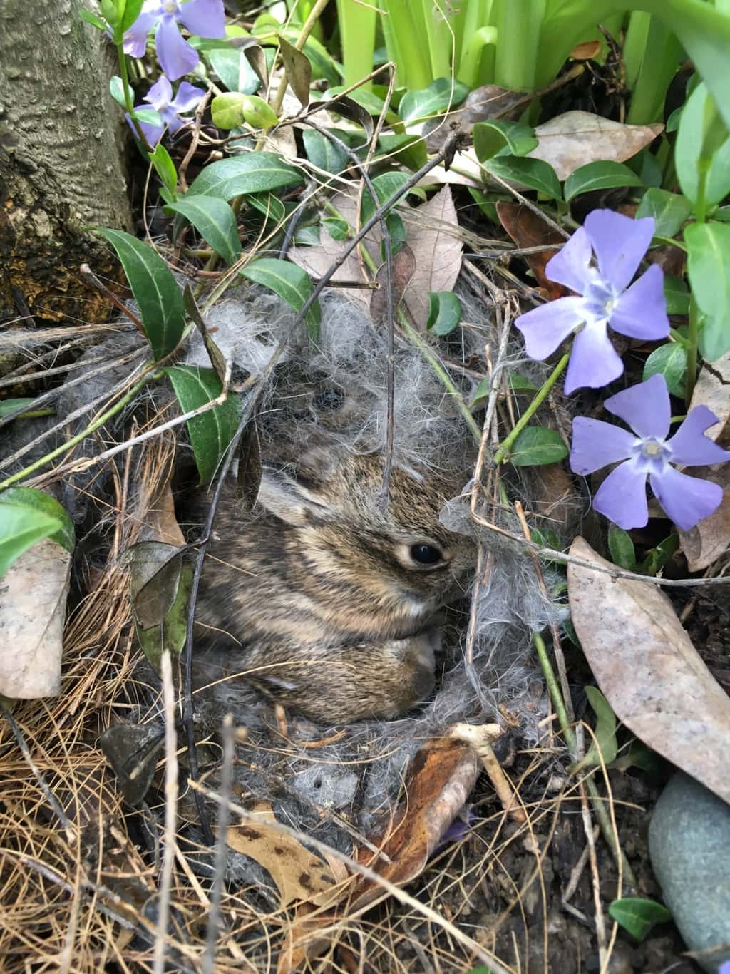 That’s a bunny nest by the tree in our front yard! The girls have already quietly visited it multiple times this morning.