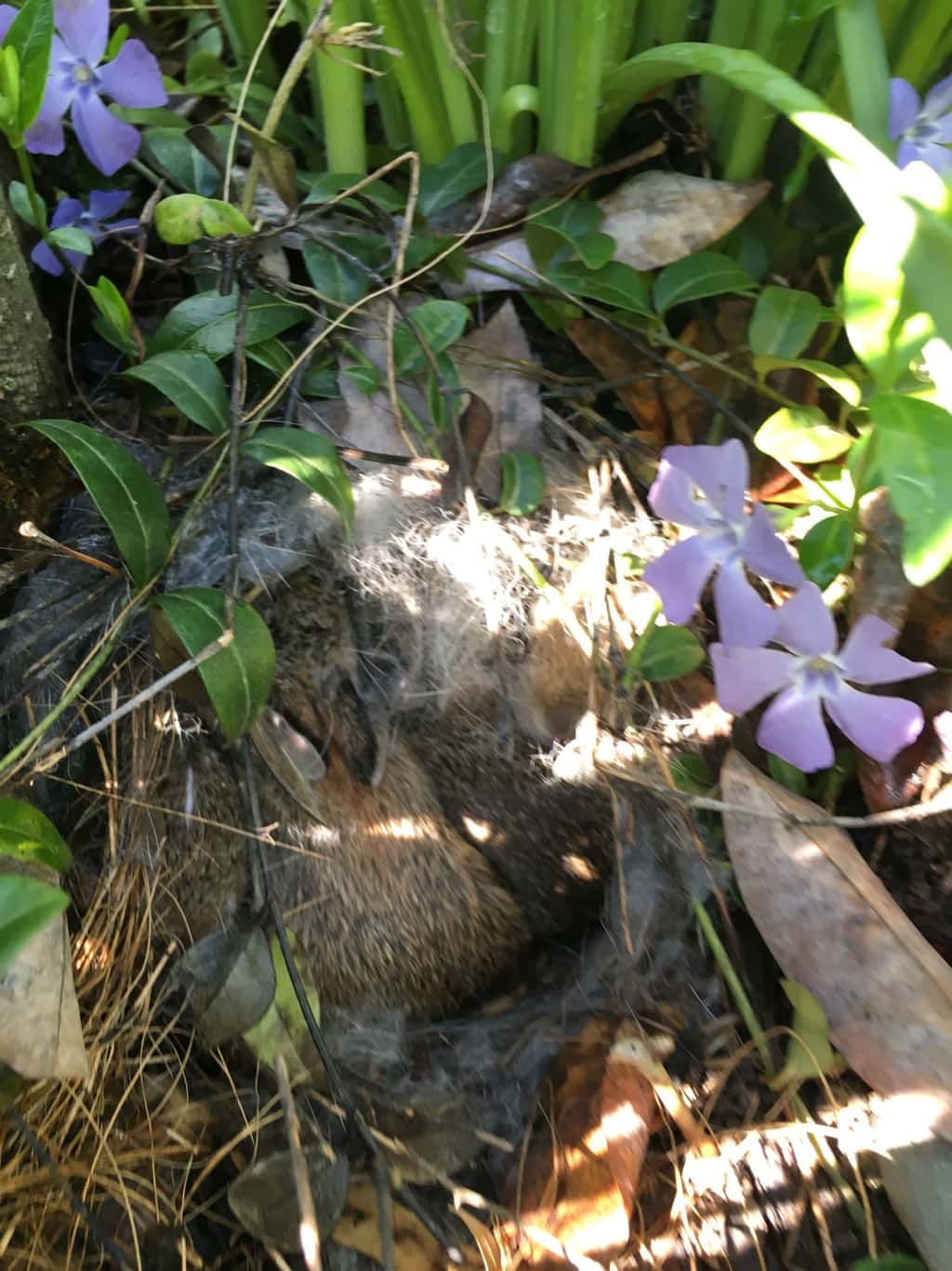 That’s a bunny nest by the tree in our front yard! The girls have already quietly visited it multiple times this morning.