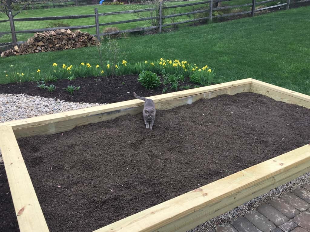Betta thinks we built her a huge litter box.