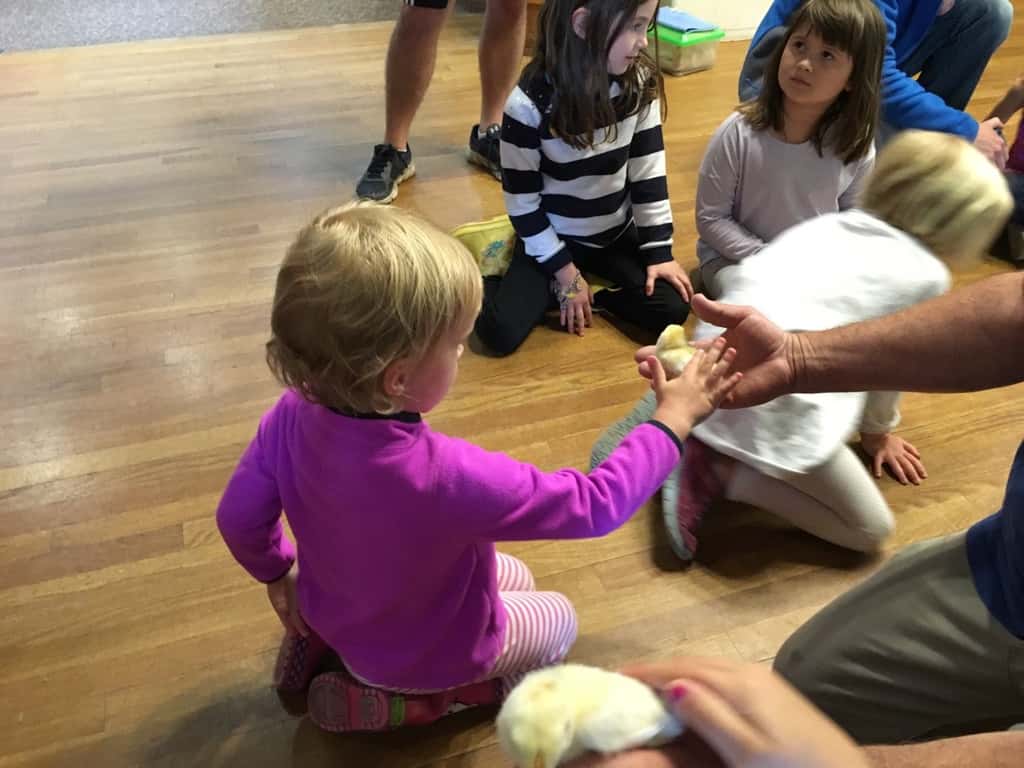 Thanks to our proceeds from the Girl Scout cookie sale, our Daisies (and little siblings) got to enjoy a special program at Parky’s Farm this afternoon. Everyone especially liked petting and holding the baby chickens.