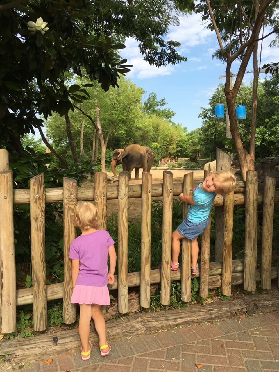 After dropping Abby off at camp this morning, we had our own full day of fun at the zoo! The highlight for me (proud mama moment?) was watching Josie AND Gwen participate in Blakely’s Barnyard Bonanza (aka the goat show).