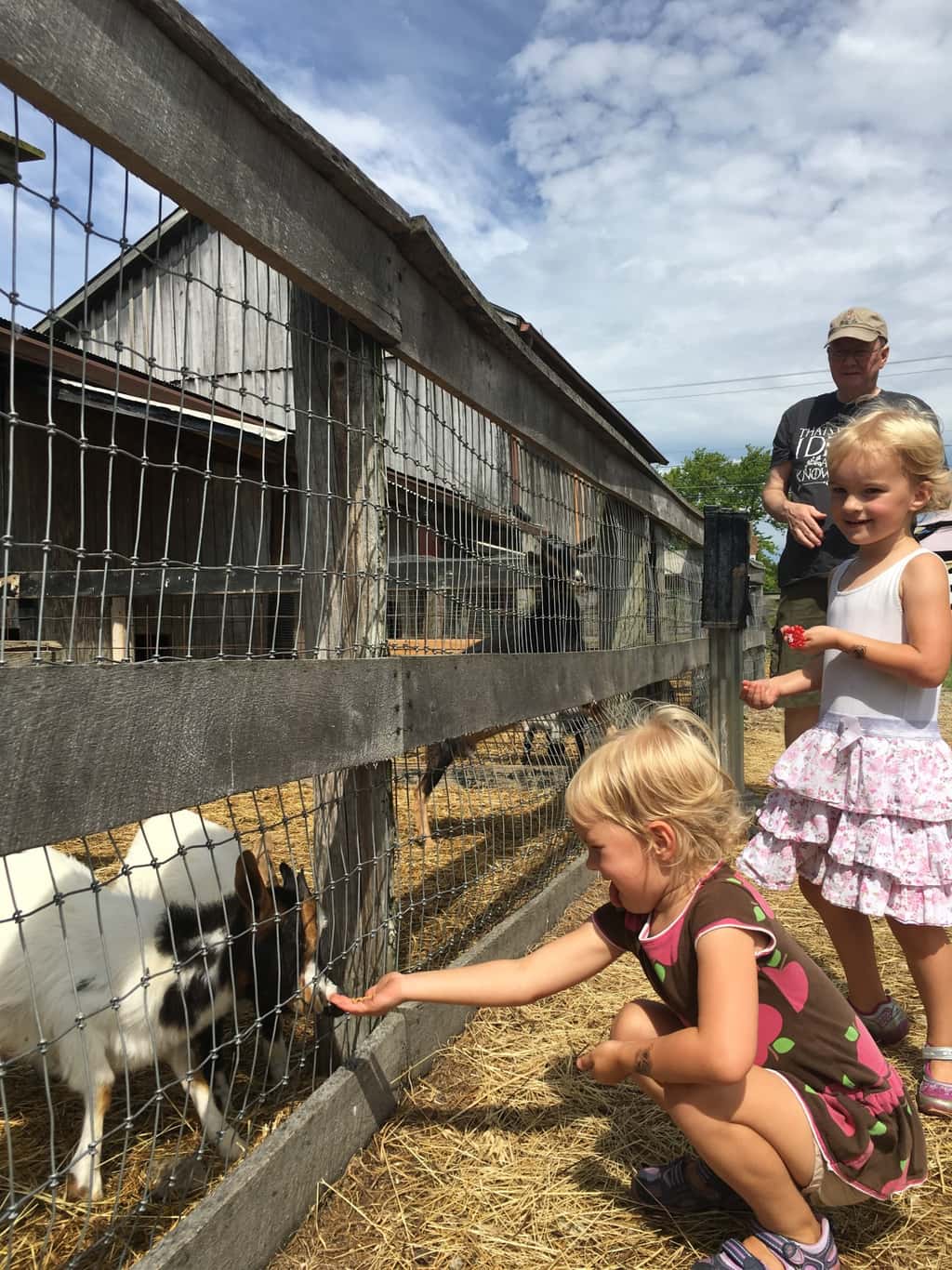 The girls hoped to pick blueberries, but had to settle for bouncing and goat feeding at Hidden Valley Fruit Farm.