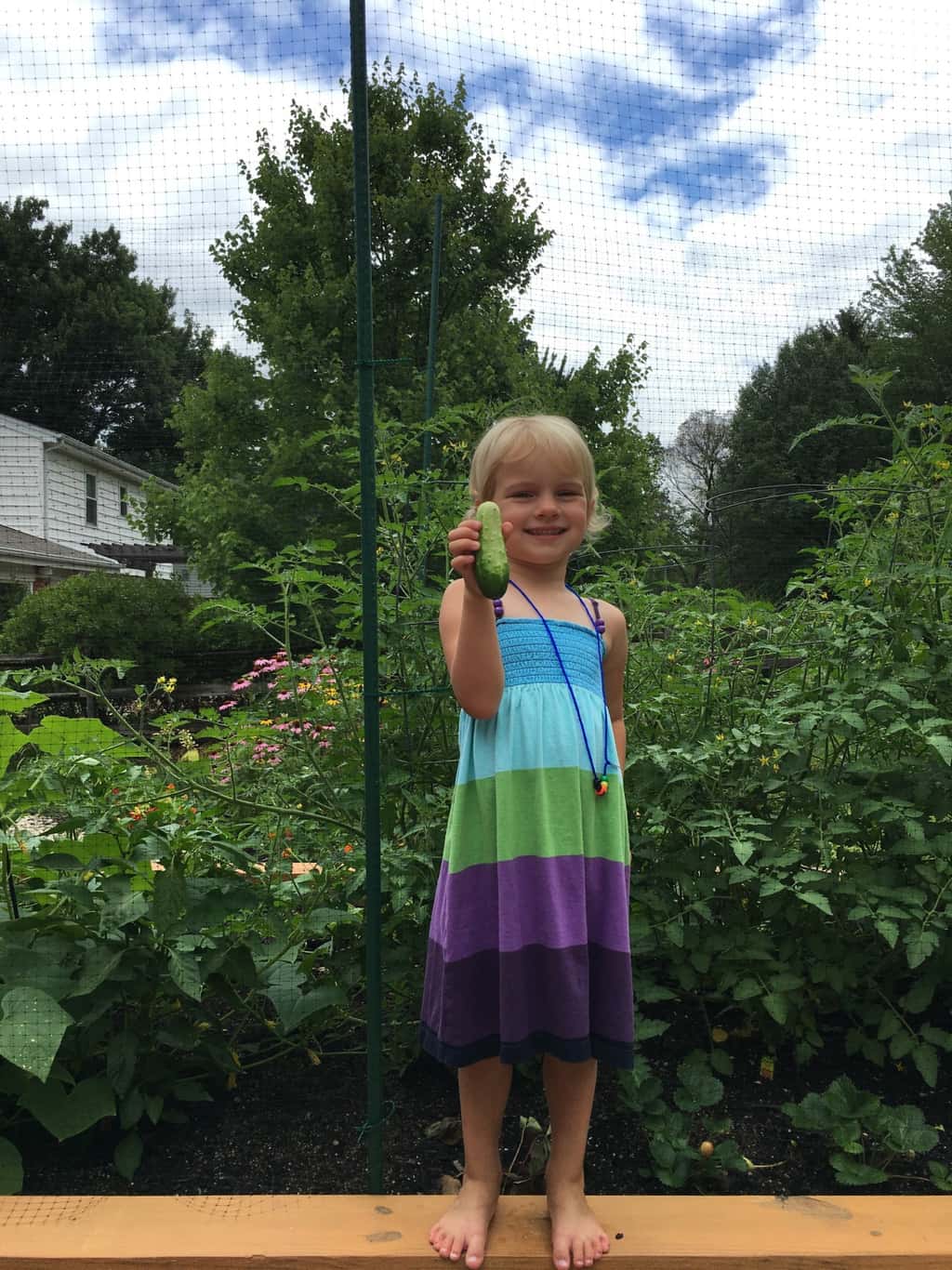 Delicious cucumbers! Fresh from the garden!