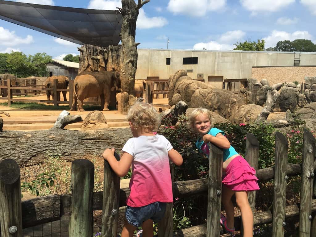 Vacation day 7: Instead of just driving straight home, we decided to use our reciprocal zoo benefits and visit the Knoxville Zoo.