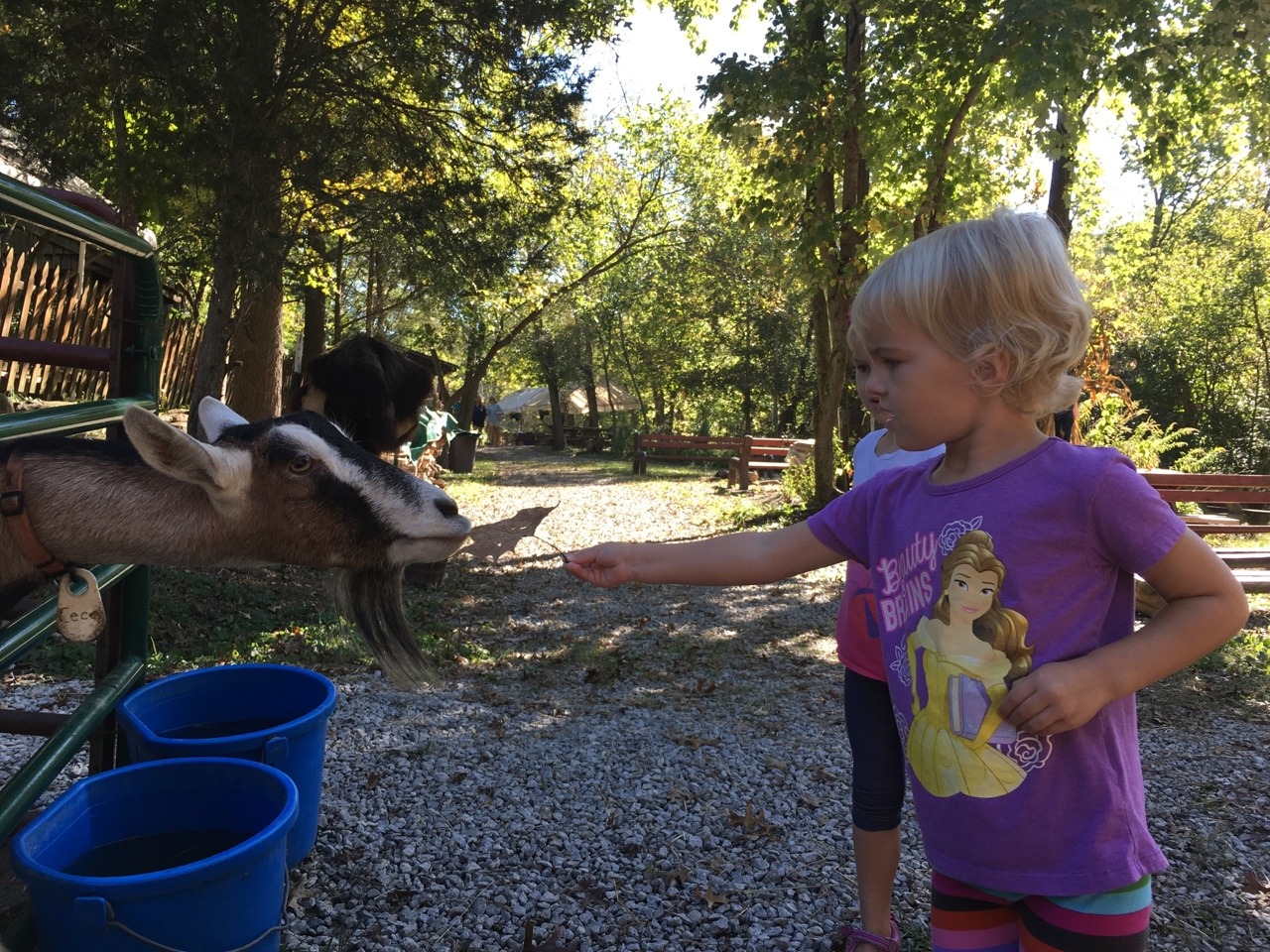 What a fun day with friends at Sunrock Farm! The girls got to take a hayride to a pumpkin patch, milk a goat, hold a baby chick, feed goats, gather eggs, pet a donkey, a miniature horse, a cow, a farm kitty, and more!