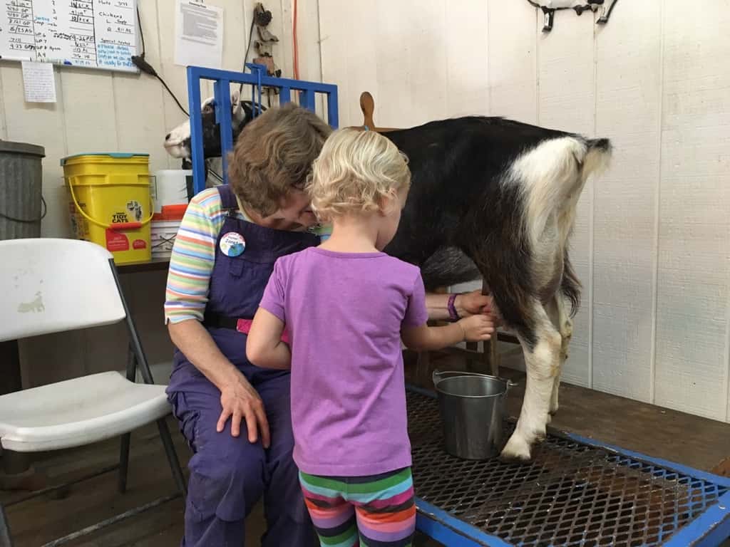 What a fun day with friends at Sunrock Farm! The girls got to take a hayride to a pumpkin patch, milk a goat, hold a baby chick, feed goats, gather eggs, pet a donkey, a miniature horse, a cow, a farm kitty, and more!