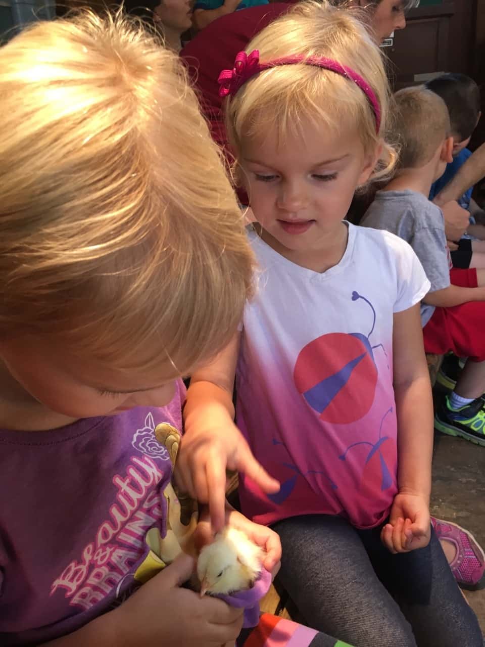 What a fun day with friends at Sunrock Farm! The girls got to take a hayride to a pumpkin patch, milk a goat, hold a baby chick, feed goats, gather eggs, pet a donkey, a miniature horse, a cow, a farm kitty, and more!