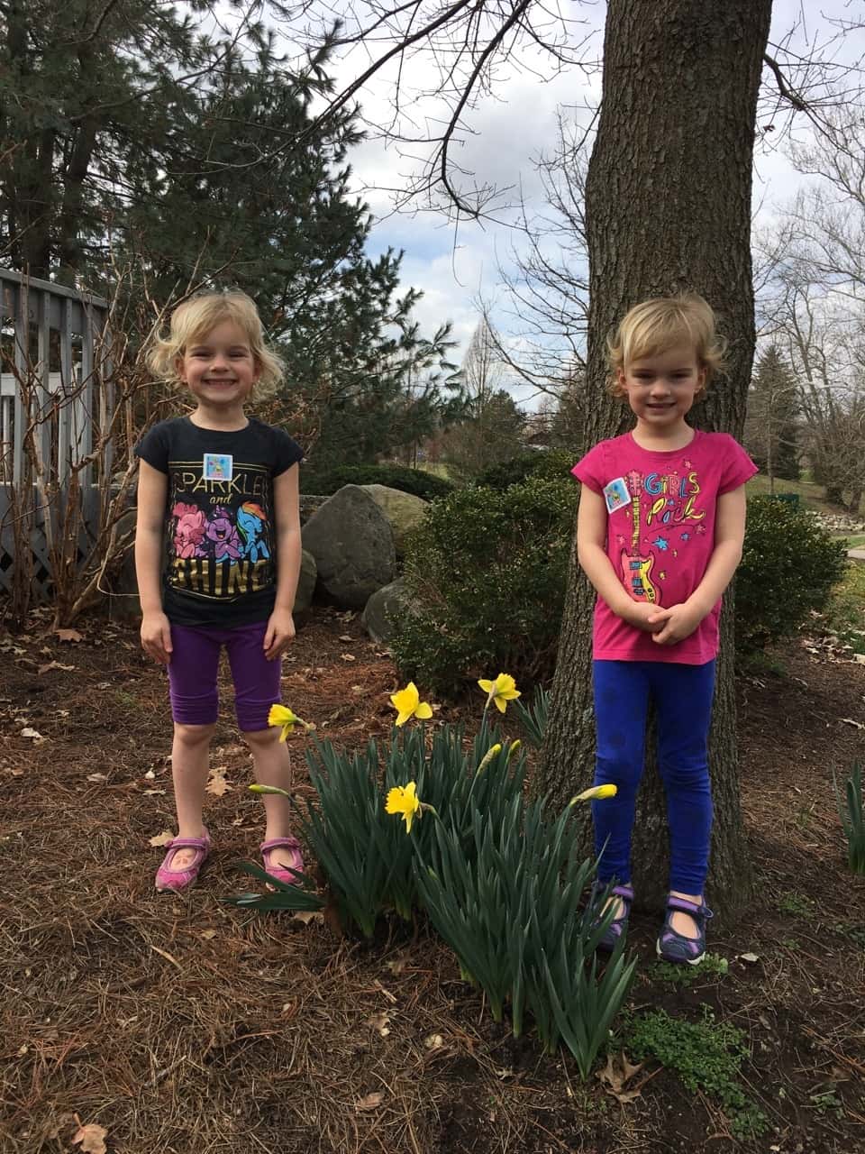 Daffodils in February!