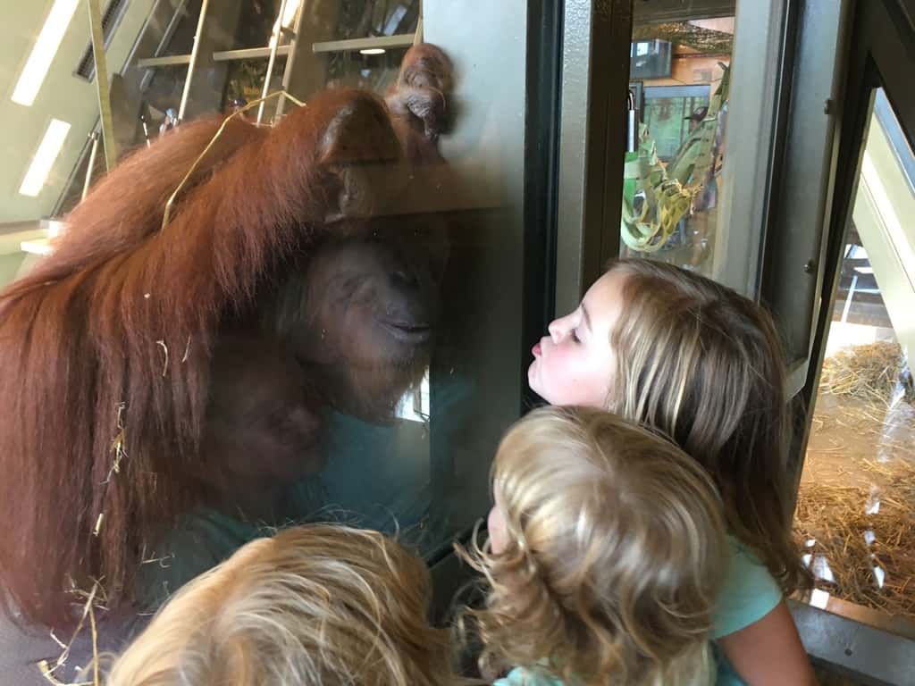 We had such an amazing day at the very kid-friendly and fun Indianapolis Zoo. The girls especially loved feeding the parakeets and cockatiels, holding butterflies, and riding the Skyline. John and I really liked the dolphin show, and the incredible orangutan exhibit. The girls were also giddy with excitement about staying the night in a hotel. I thought staying and eating dinner on the canal was pretty special too.