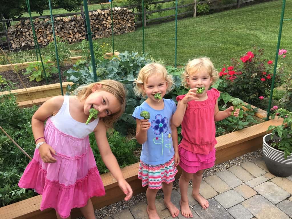 Broccoli! Snap peas! Lettuce! Carrots! (And strawberries, but they ate those before I could take a picture.)