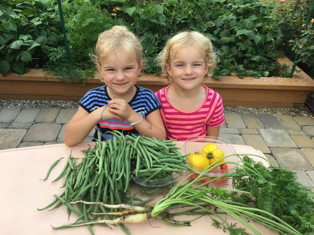 Today’s harvest was a good one! I think we made our money back on that pack of green bean seeds!
