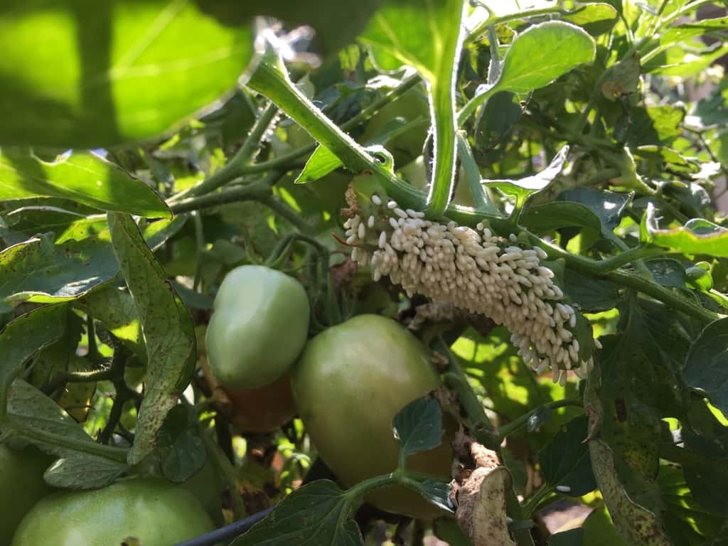 Deer and bunnies are not the only ones trying to keep us from enjoying our tomatoes. Today we learned about tomato hornworms and braconid wasps!