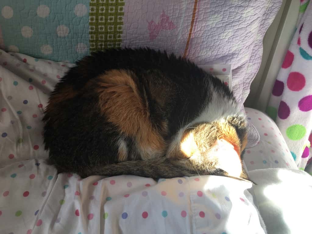 Abby’s “hero” knows where to find the best napping spot.