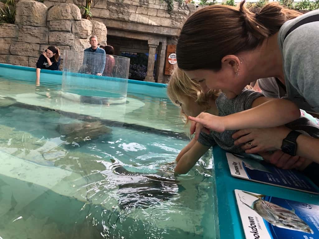 Our trip to the Newport Aquarium almost tricked us into believing we were on vacation. It was a surprisingly good time!