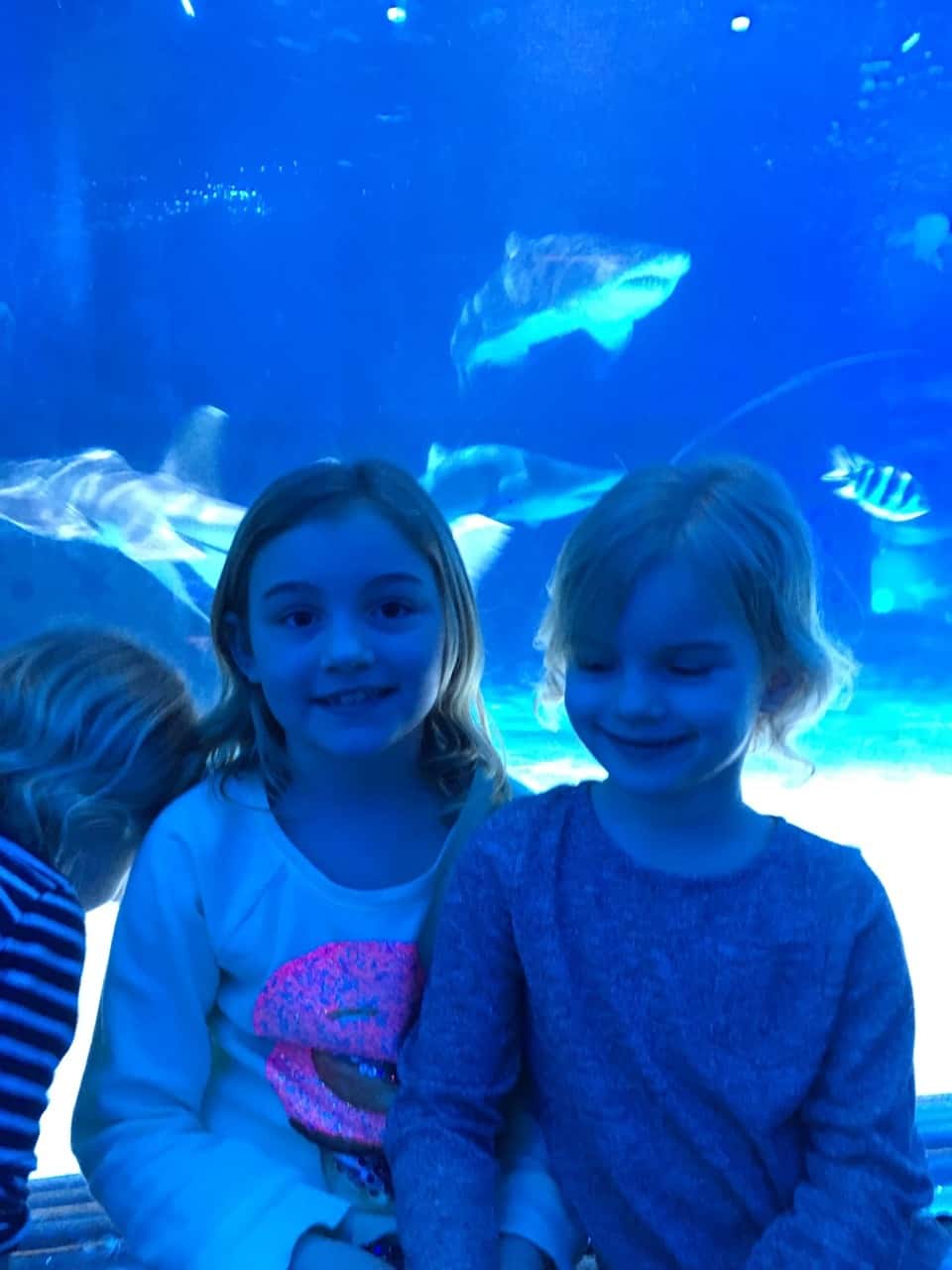Our trip to the Newport Aquarium almost tricked us into believing we were on vacation. It was a surprisingly good time!