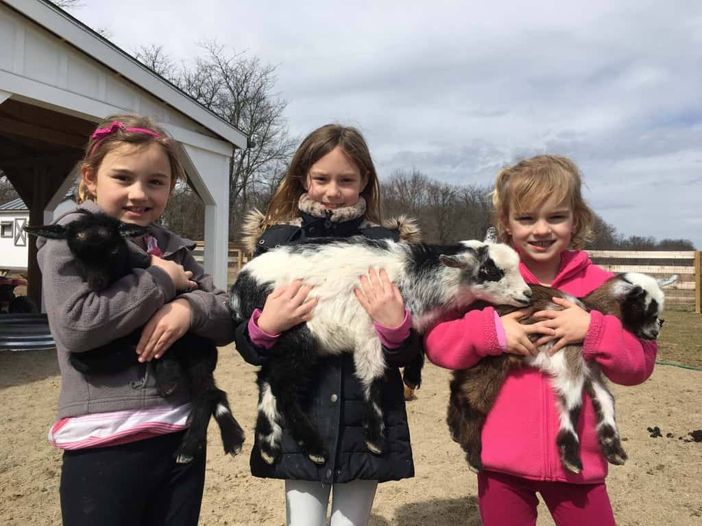 These girls loved visiting with the baby goats today at the Speed’s farm.