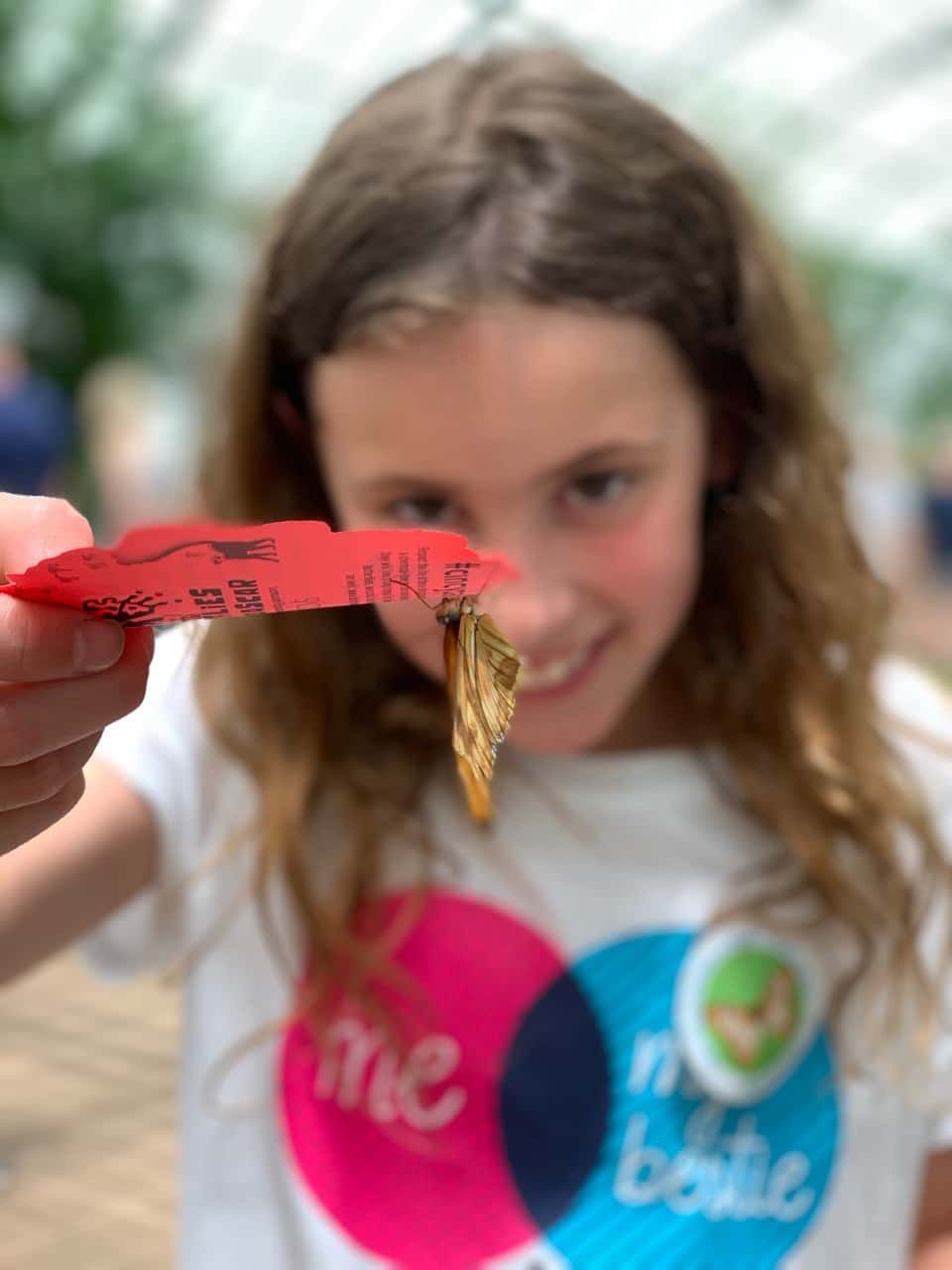 Summer adventure list: Krohn Conservatory butterfly show!