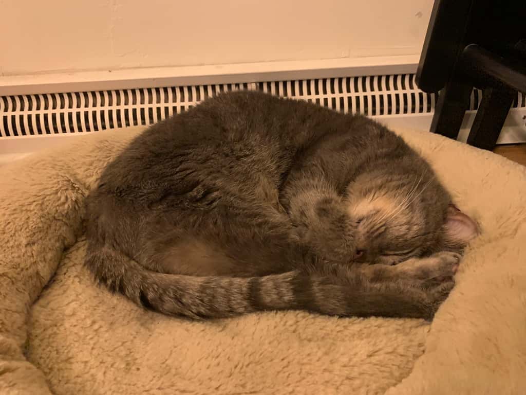 We said good-bye to our sweet, sometimes elusive Betta cat today after nineteen long years of life. The girls liked to joke that she was our “super senior” cat, and that she was. She will be missed.